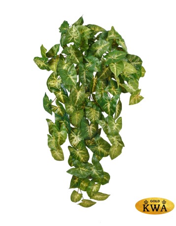 Сингониум ампельный куст большой в- 55 см (Sensitive Botanic)  (108 листов, 12 веток) 6/36