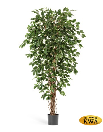 Фикус Бенджамина Лиана 180 см 2/2