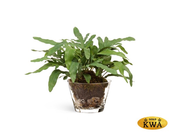 Композиция "Rabbit Foot"(Sensitive Botanic в-26, д-40 см в стекл.вазе с мхом, корнями, землёй 4/4