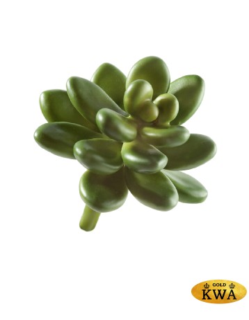 Мини-суккулент Эхеверия Амоена Кристата в-4,5, д-8 см 24/288