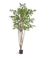 Клен японский Вайлд зелёный в-180 см 2/2