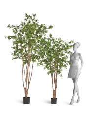 Клен японский Вайлд зелёный в-180 см 2/2