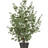 Эвкалипт куст припылённо-зелёный в-90 см 2/6