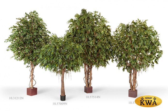 Лонгифолия широколист гигантская 330 см (сборная)