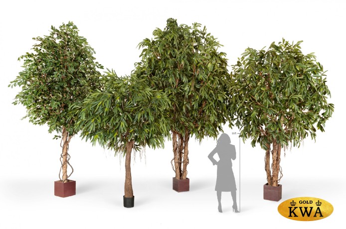 Лонгифолия широколист гигантская 330 см (сборная)