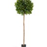 Лавр (шар) на стволе в-170 см д-50 см 2/2