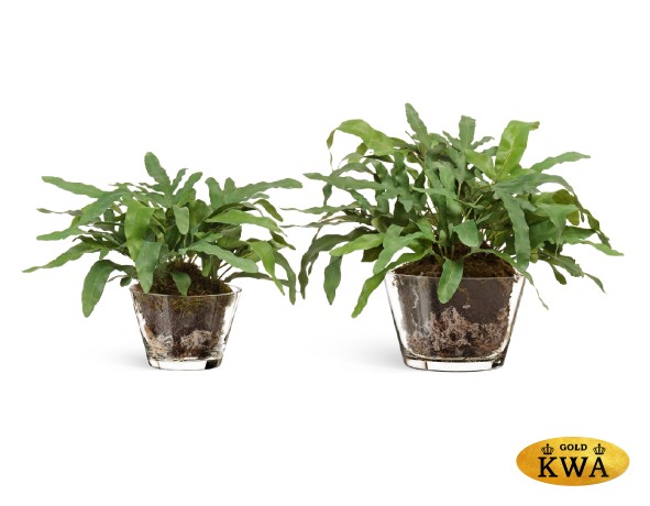 Композиция "Rabbit Foot"(Sensitive Botanic) большая в-33, д-50 см в стекл.вазе с мхом, корнями, землёй 1/1