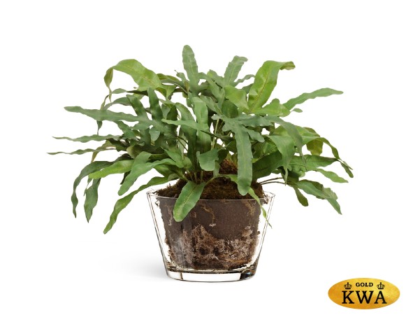 Композиция "Rabbit Foot"(Sensitive Botanic) большая в-33, д-50 см в стекл.вазе с мхом, корнями, землёй 1/1