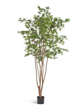 Клён японский Вайлд зелёный в-240 см 2/2