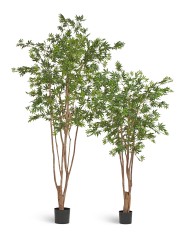 Клён японский Вайлд зелёный в-240 см 2/2