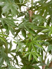 Клён японский Вайлд зелёный в-240 см 2/2