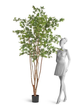 Клён японский Вайлд зелёный в-240 см 2/2