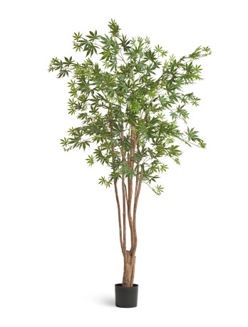 Клён японский Вайлд зелёный в-240 см 2/2