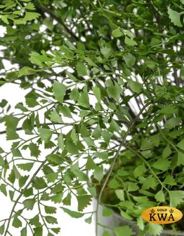 Композиция Папоротник Адиантум в стекле в-78, д-90 см с мхом, корнями, землёй 1/1