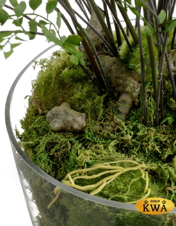 Композиция Папоротник Адиантум в стекле в-78, д-90 см с мхом, корнями, землёй 1/1