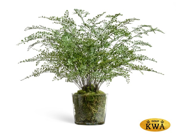 Композиция Папоротник Адиантум в стекле в-78, д-90 см с мхом, корнями, землёй 1/1