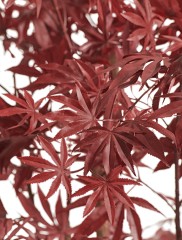 Клён японский Вайлд красный в-180 см 2/2