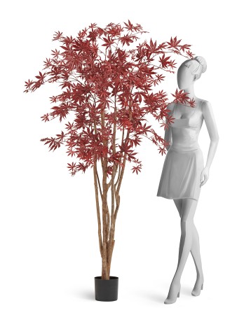 Клён японский Вайлд красный в-180 см 2/2