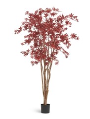 Клён японский Вайлд красный в-180 см 2/2