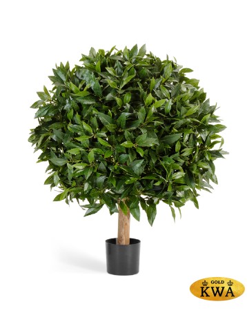 Лавр круглый д-50 см в-60 см 2/2