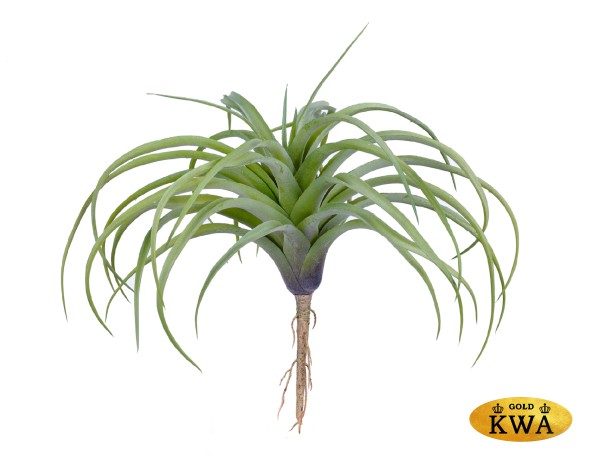 Тилландсия розетка нежно-зелёная припылённая в-12 см, д-25 см 6/36