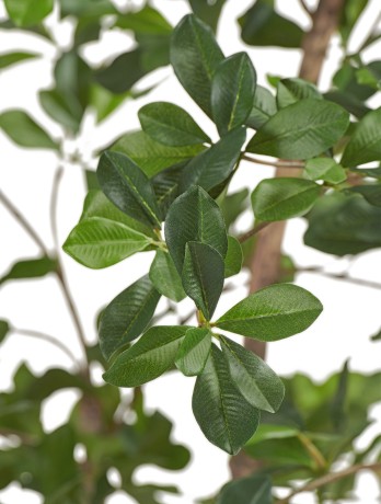 Лесная чёрная олива Ориентал в-210 см 2/2