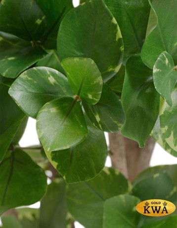 Клузия древовидная куст в-110 см 2/2