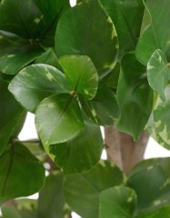 Клузия древовидная куст в-110 см 2/2