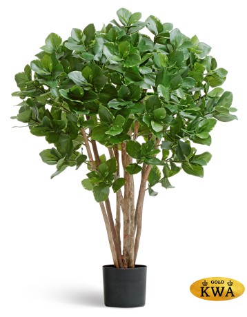 Клузия древовидная куст в-110 см 2/2