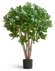 Клузия древовидная куст в-110 см 2/2