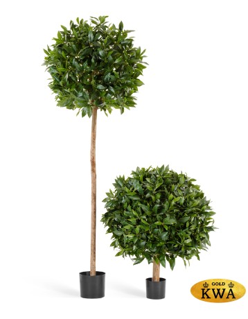 Лавр круглый д-60 см, в-80 см 2/2