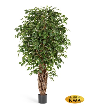 Фикус Бенджамина Лиана Де Люкс 240 см 2/2