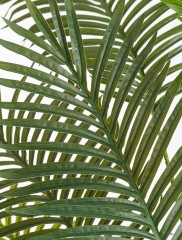 Пальма Арека Хризалидокарпус New в-180 см (Sensitive Botanic) 2/2