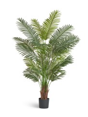 Пальма Арека Хризалидокарпус New в-180 см (Sensitive Botanic) 2/2