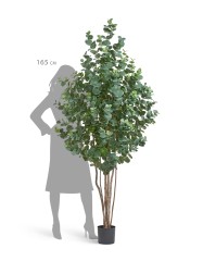 Эвкалипт серебристый многоствольный в-200 см 2/2