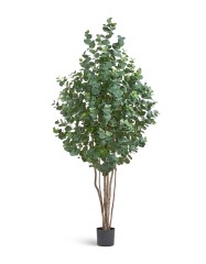 Эвкалипт серебристый многоствольный в-200 см 2/2