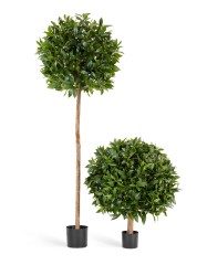 Лавр круглый д-80см, в-1м 2/2