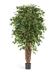 Фикус Бенджамина Лиана Де Люкс 270 см 2/2