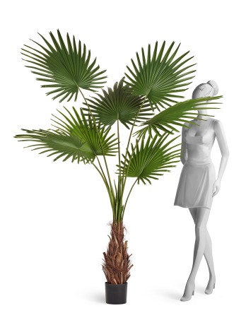 Пальма Вашингтония Прайм в-200 см