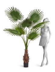 Пальма Вашингтония Прайм в-200 см