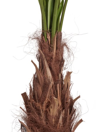 Пальма Вашингтония Прайм в-200 см