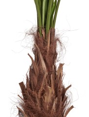 Пальма Вашингтония Прайм в-200 см