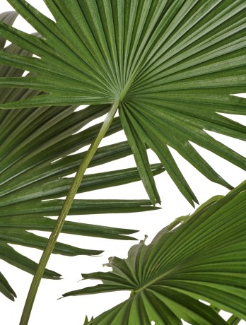 Пальма Вашингтония Прайм в-200 см