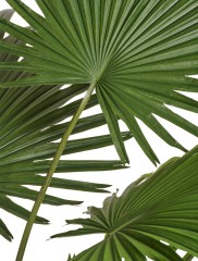 Пальма Вашингтония Прайм в-200 см