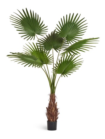 Пальма Вашингтония Прайм в-200 см