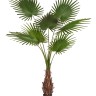 Пальма Вашингтония Прайм в-200 см