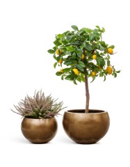 Кашпо TREEZ Effectory Metal Полусфера Тёмное матовое золото д-22 см, в-15 см