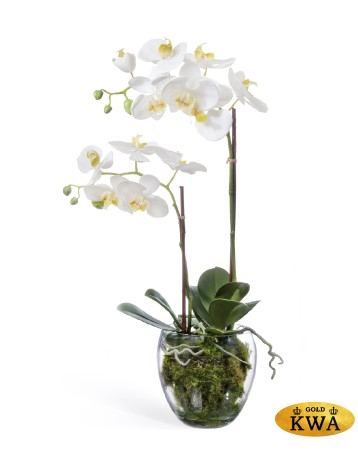 Орхидея Фаленопсис белая куст 60 см 2 ветви в стекл.вазе с мхом, корнями, землёй 1/1