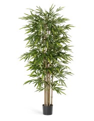 Бамбук Новый 240 см 2/2