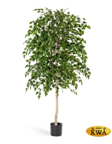 Берёза натуральная 210 см 2/2